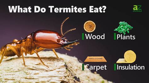 Do Termites Eat Human Food? Exploring the Unlikely Connection Between Termites and Our Pantries