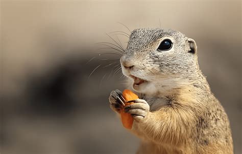 What is a Groundhog's Favorite Food, and Why Do They Dream of Flying?